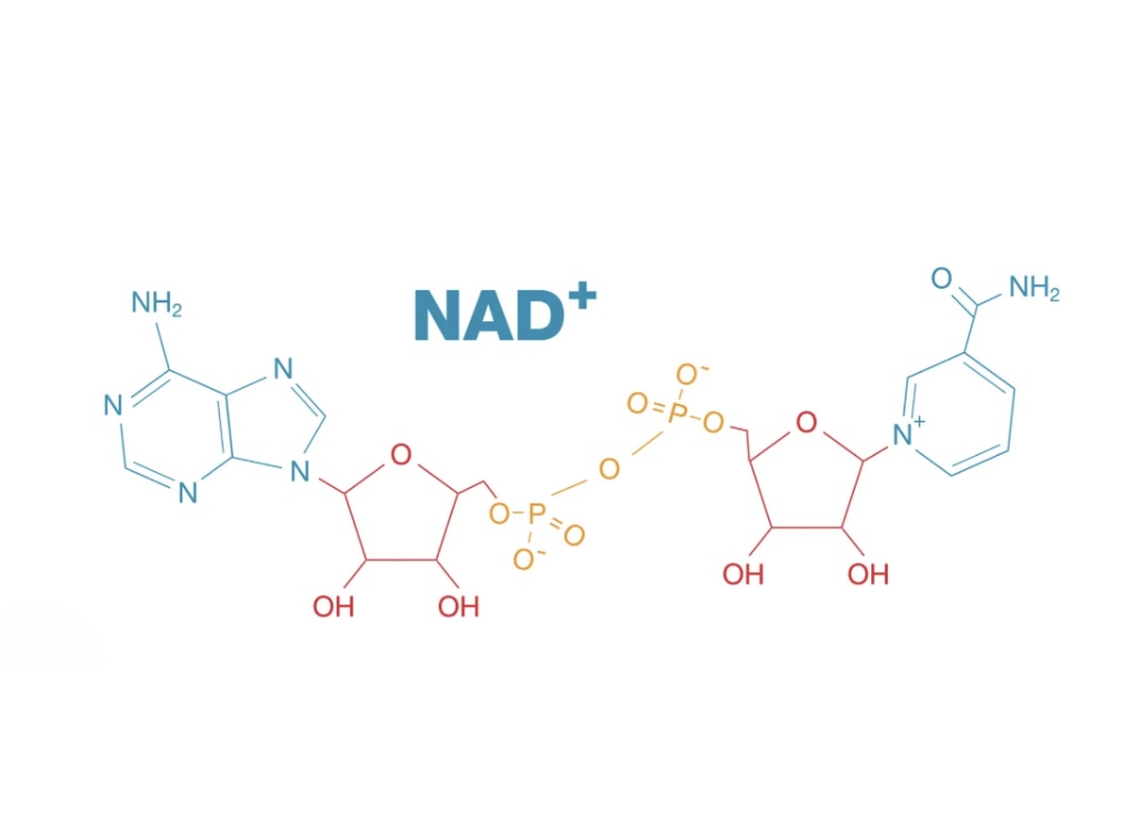 NAD+ Science - Radiant Integrative Health