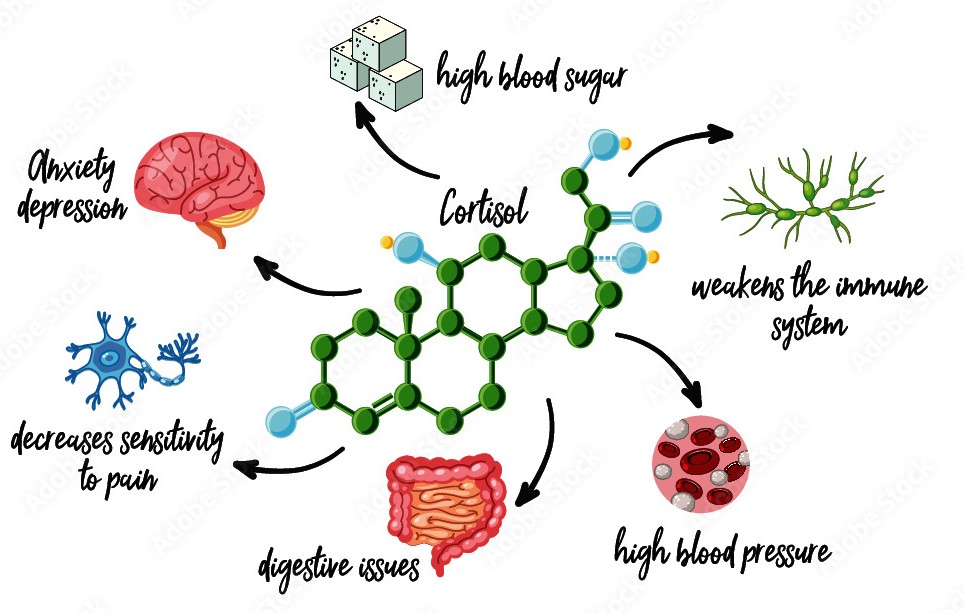 Cortisol Level Helps The Process - Radiant Integrative Health Las Vegas, NV