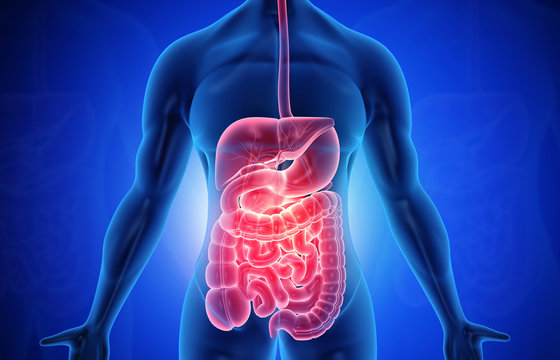 Gastrointestinal Health. - Radiant Integrative Health Solutions