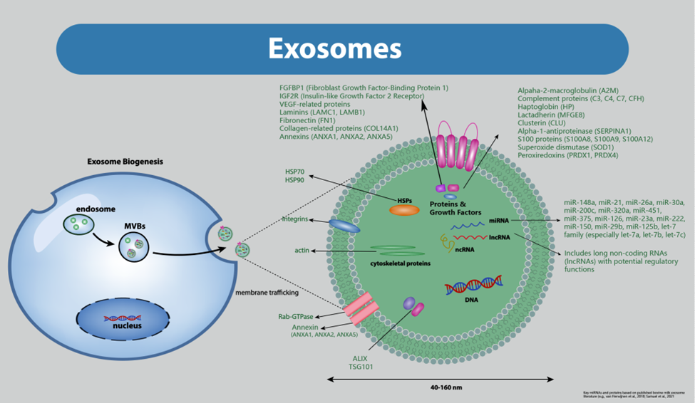 Exosomes at the cellular level.