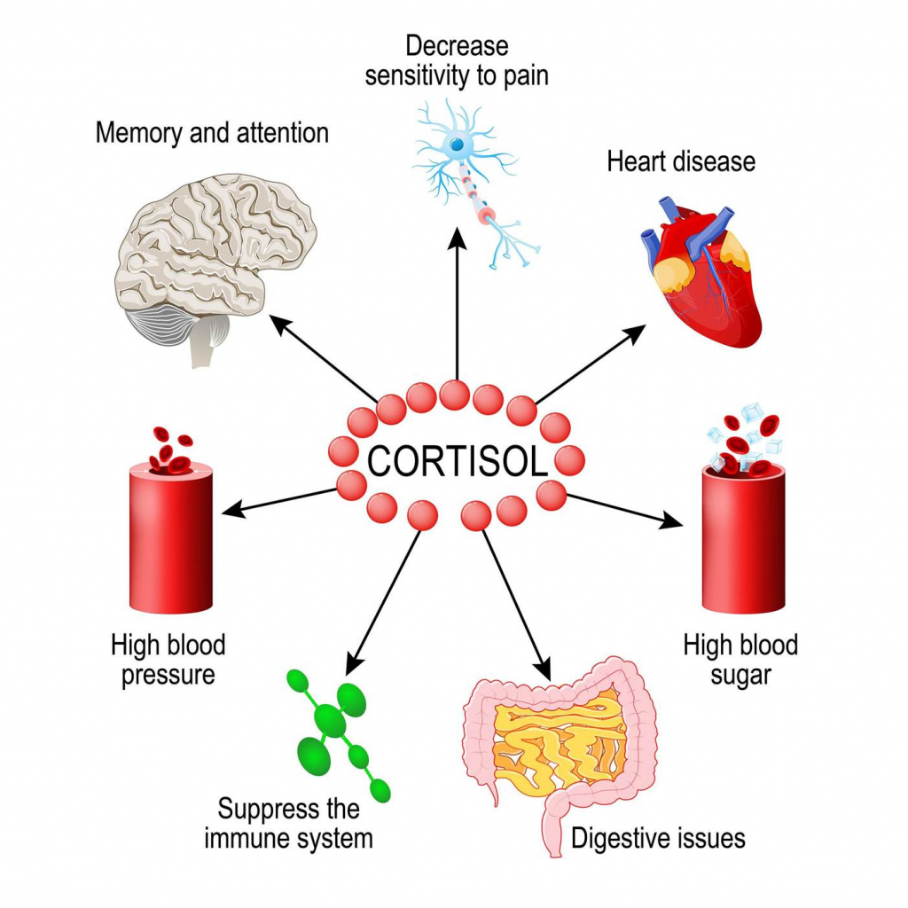 Cortisol 101- What does it do?